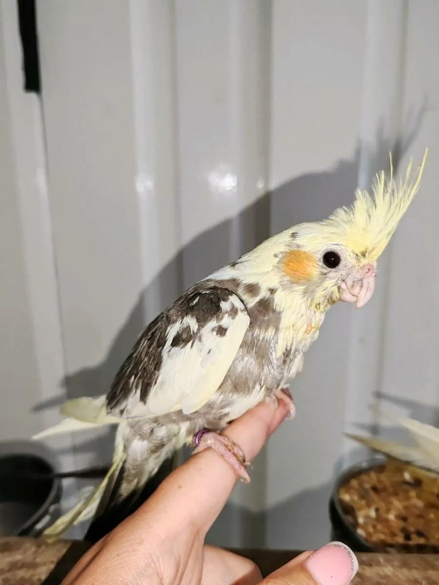 Hand reared cockatiels and budgies - Image 3