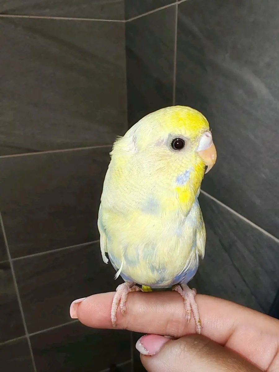 Hand reared cockatiels and budgies - Image 4