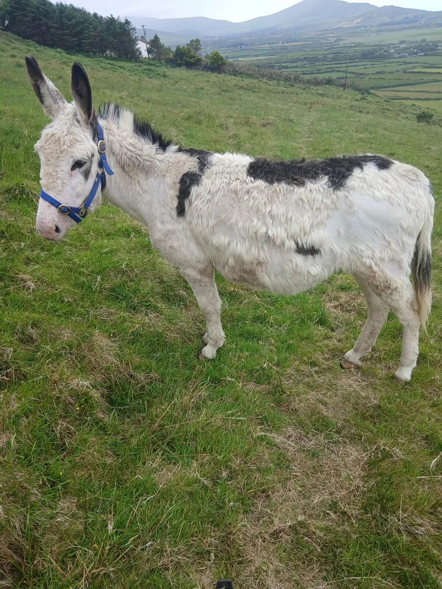 Piebald stallion  5yo ridden and driven   passport - Image 2