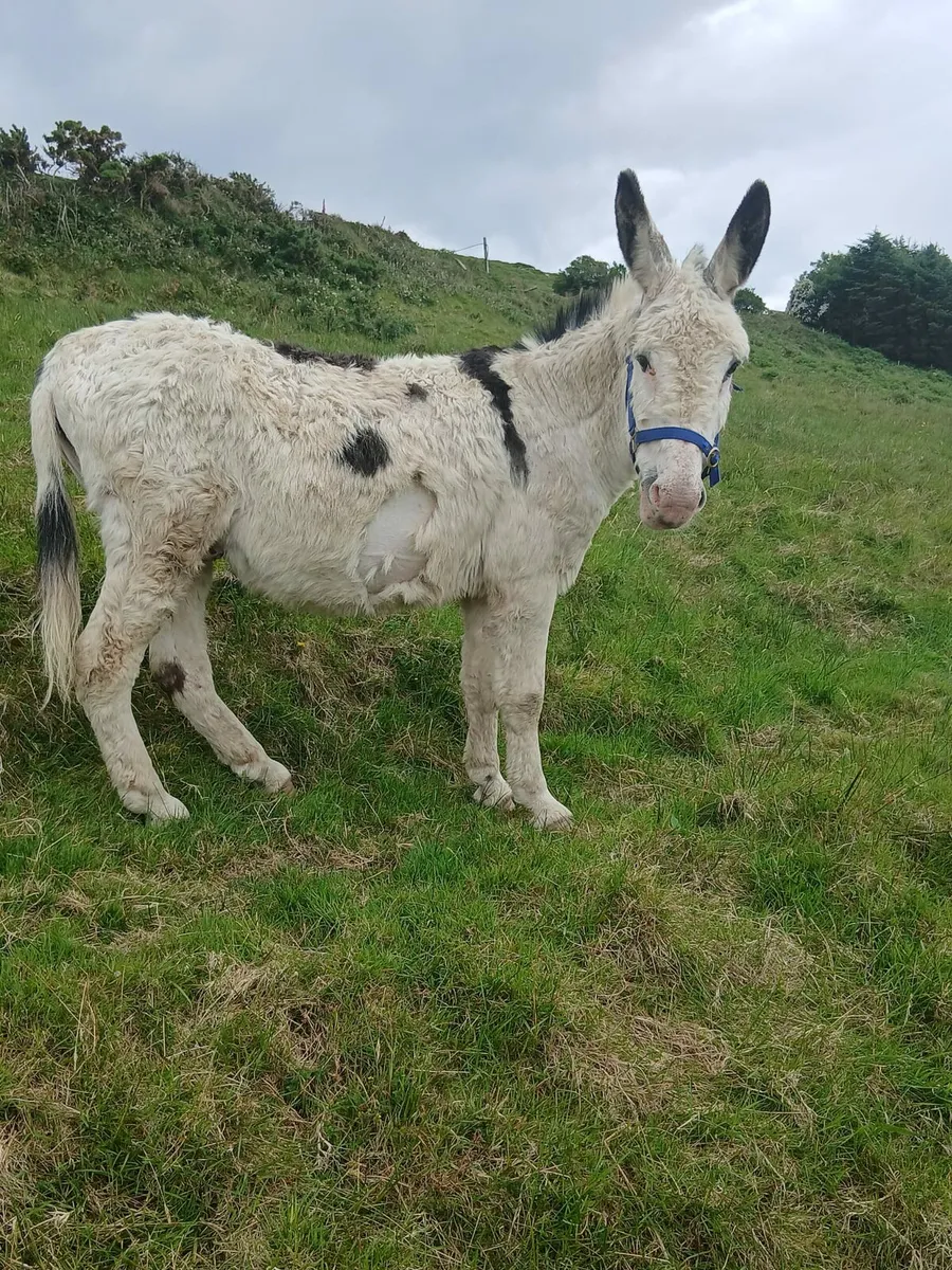 Piebald stallion  5yo ridden and driven   passport - Image 1