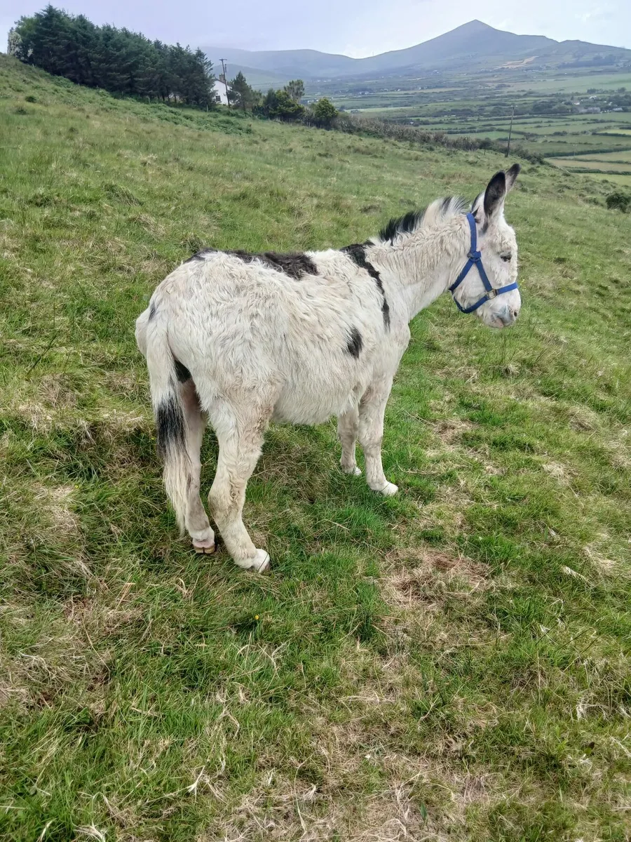 Piebald stallion  5yo ridden and driven   passport - Image 3