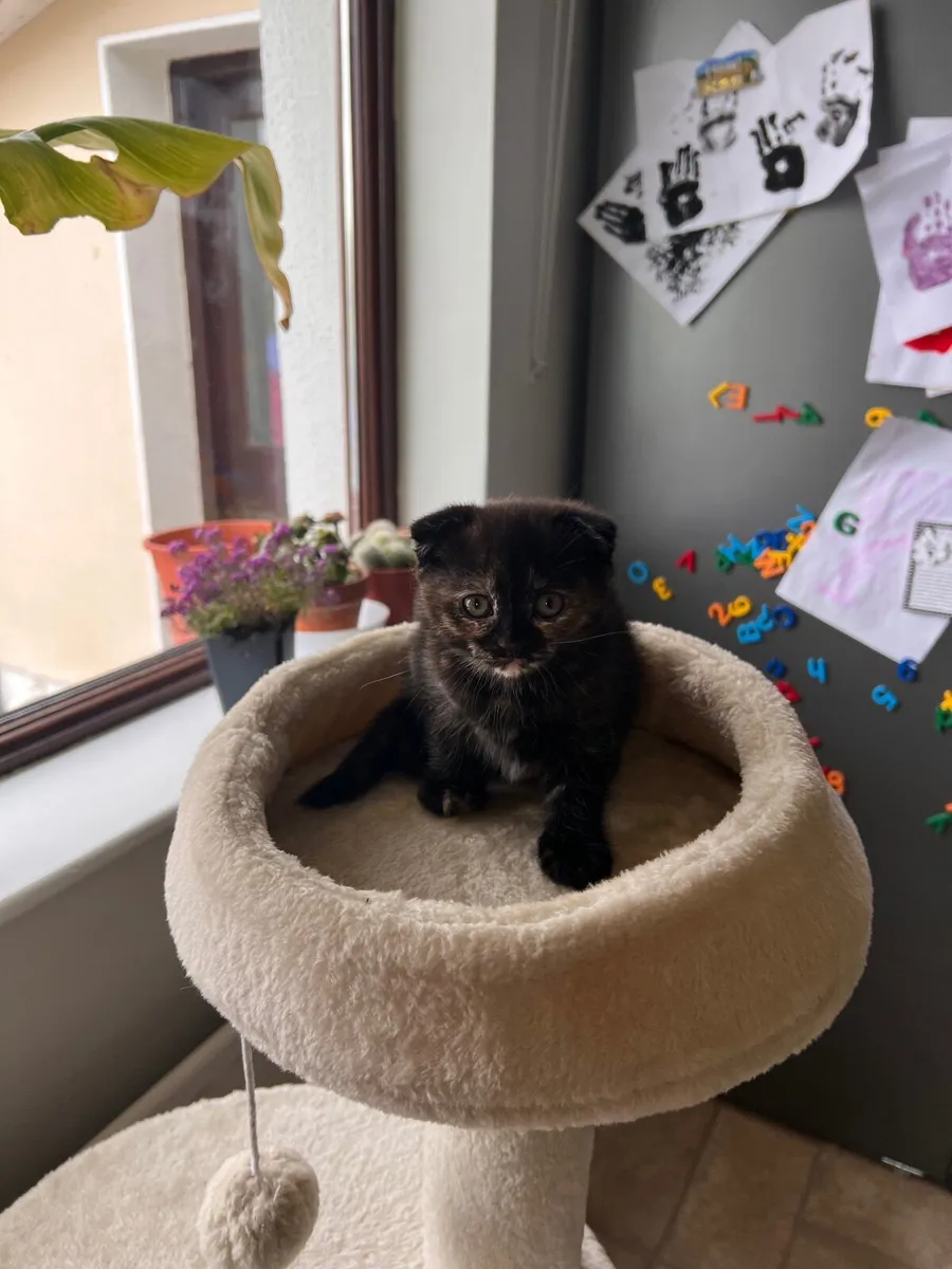 Kittens - Image 2
