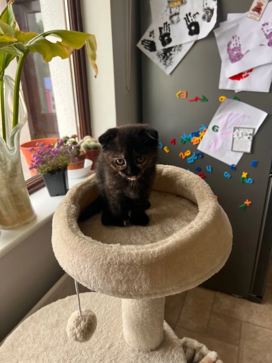 Kittens - Image 3
