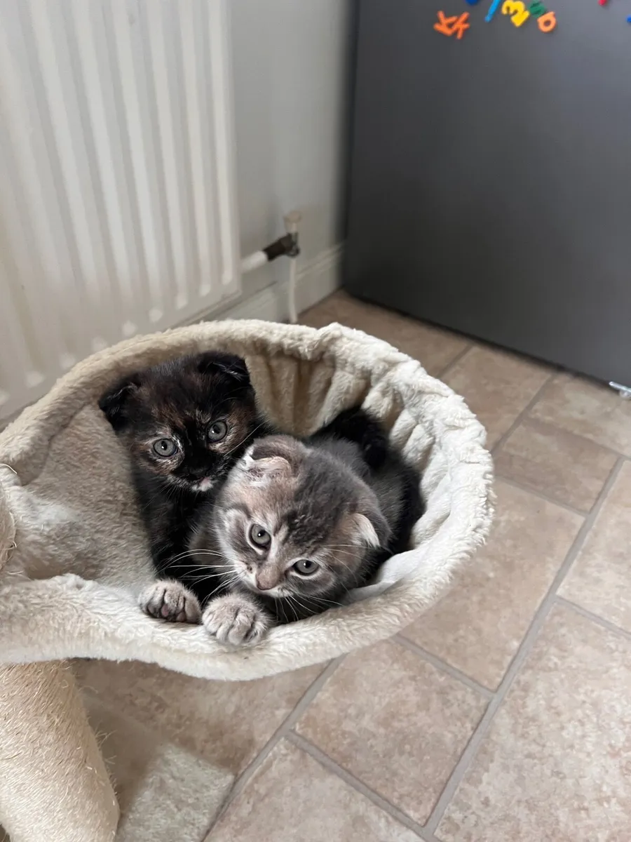 Kittens - Image 4