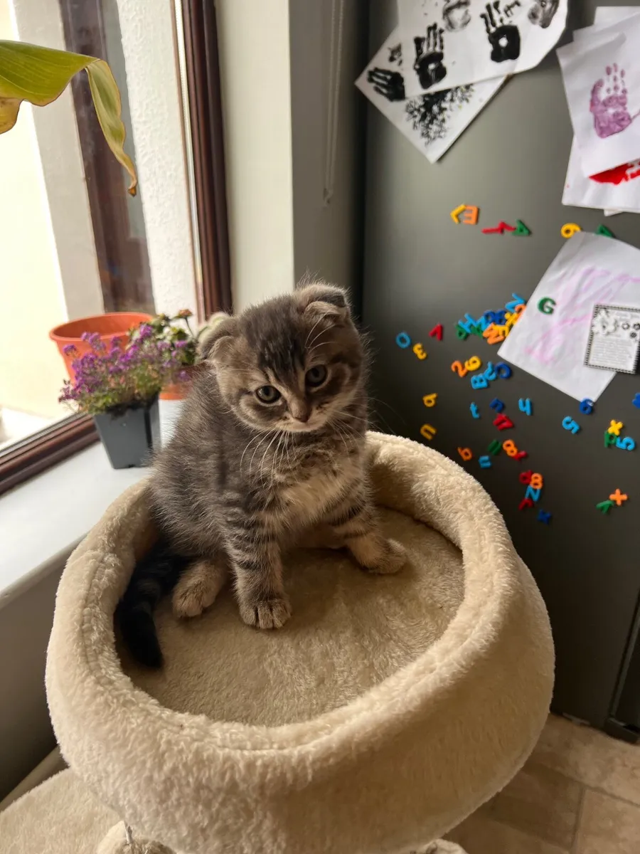 Kittens - Image 4