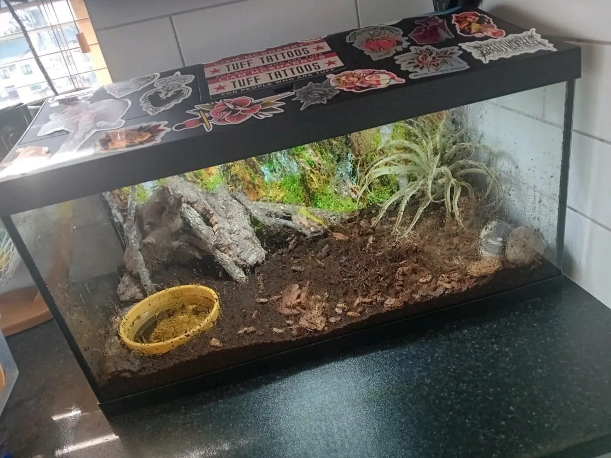 Surenam Horned Frog plus full set up - Image 1
