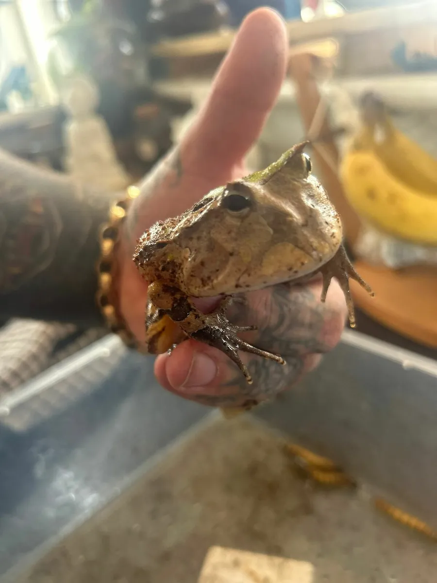 Surenam Horned Frog plus full set up - Image 2