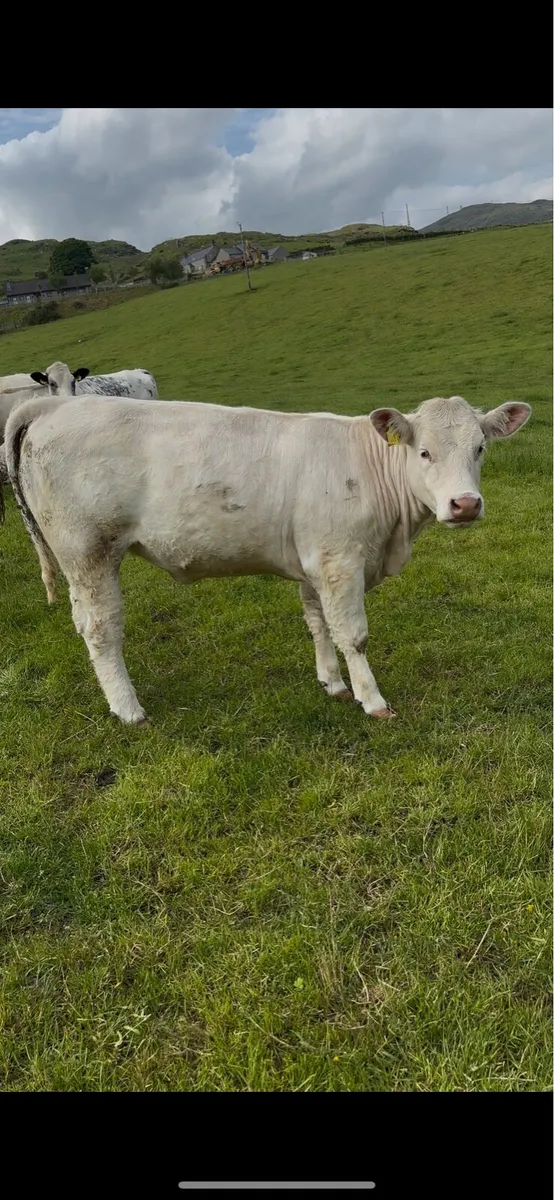 Purebred Charolais Heifers - Image 4