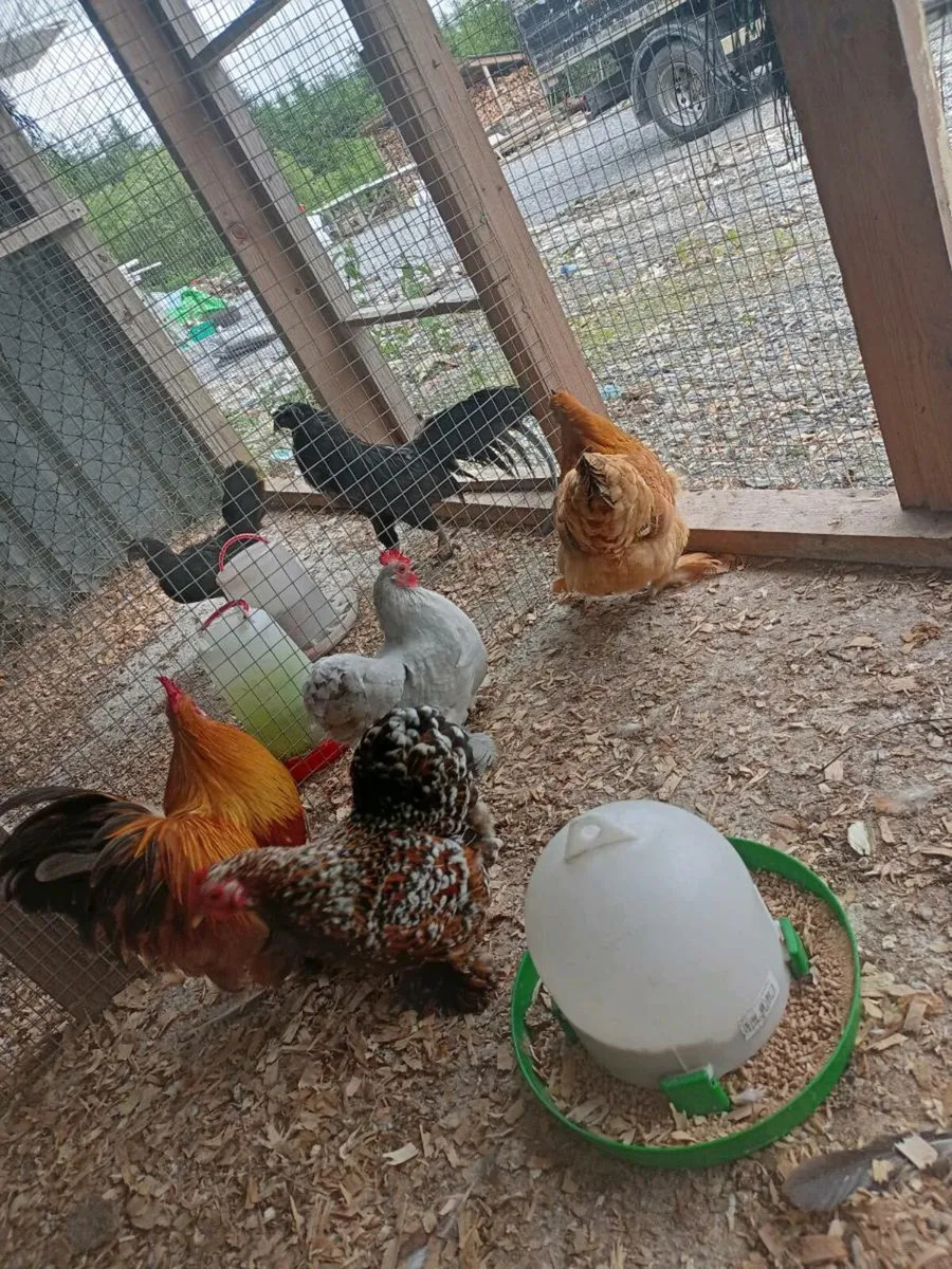 Hatching eggs - Image 4