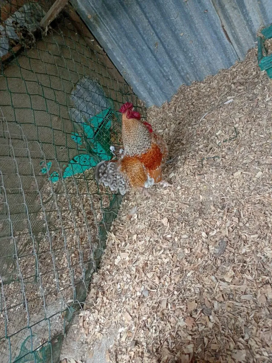 Hatching eggs - Image 2