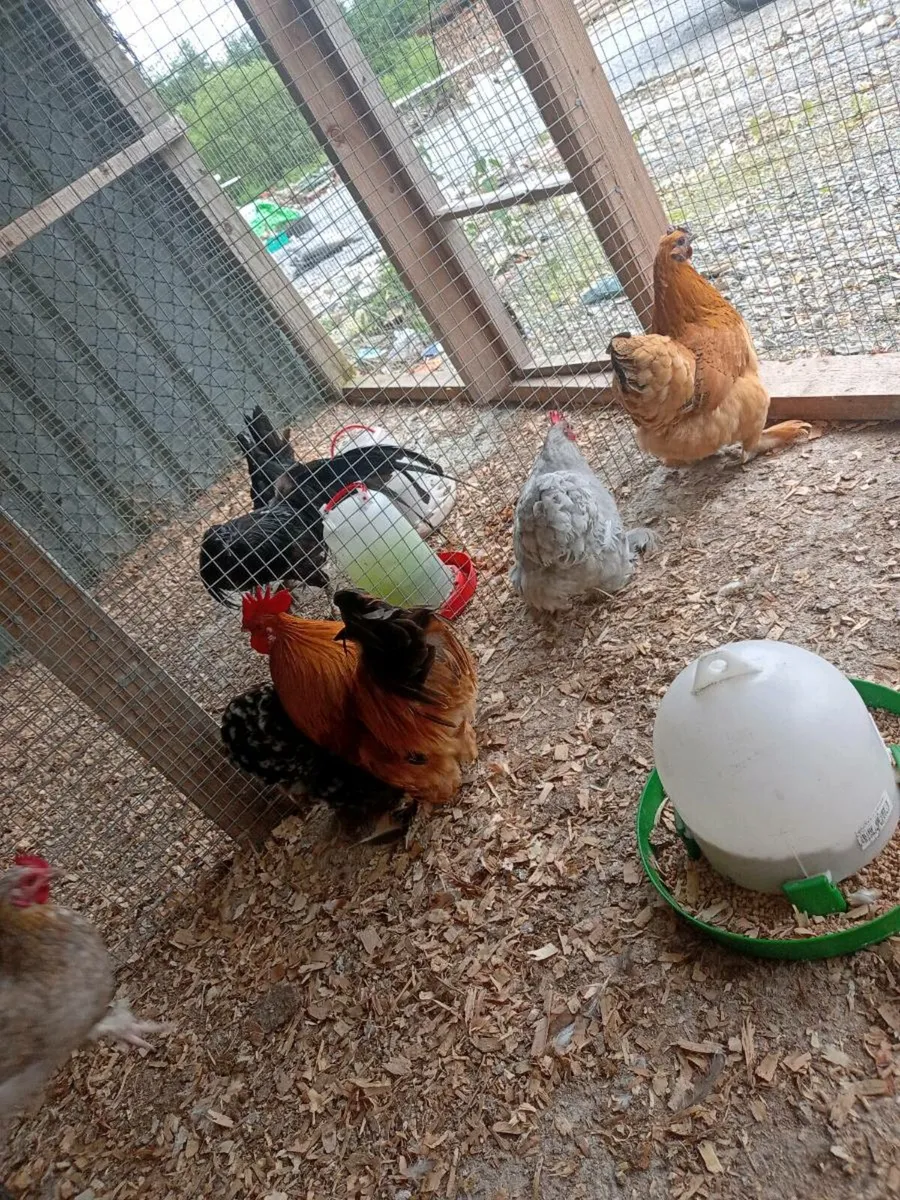 Hatching eggs - Image 3