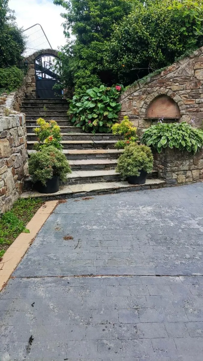 Mature Pieris Patio Shrubs just 45 euro - Image 1