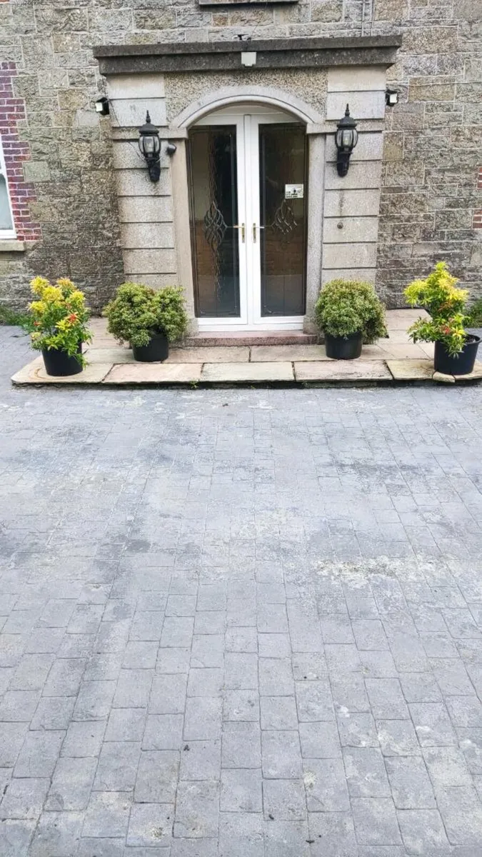 Mature Pieris Patio Shrubs just 45 euro - Image 2