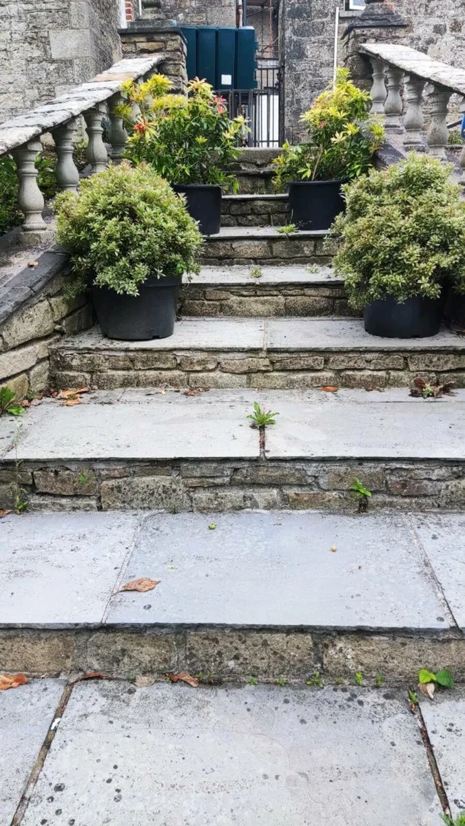 Mature Pieris Patio Shrubs just 45 euro - Image 3