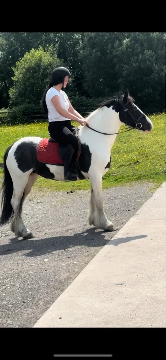 14.1h cob mare - Image 1