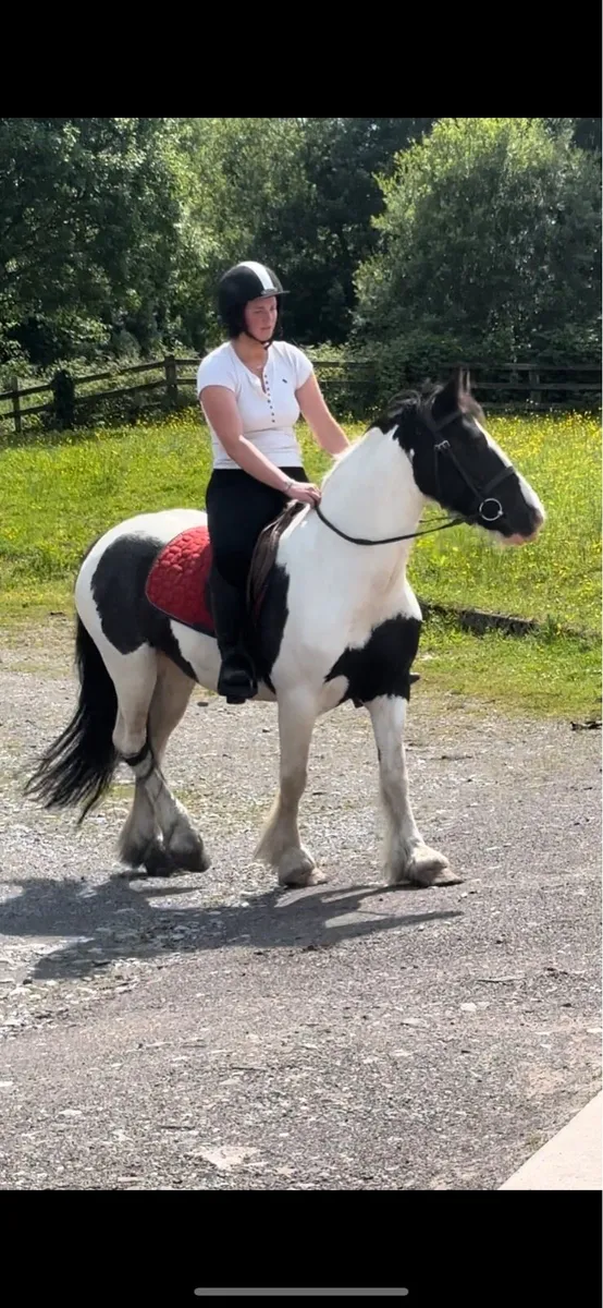 14.1h cob mare - Image 2