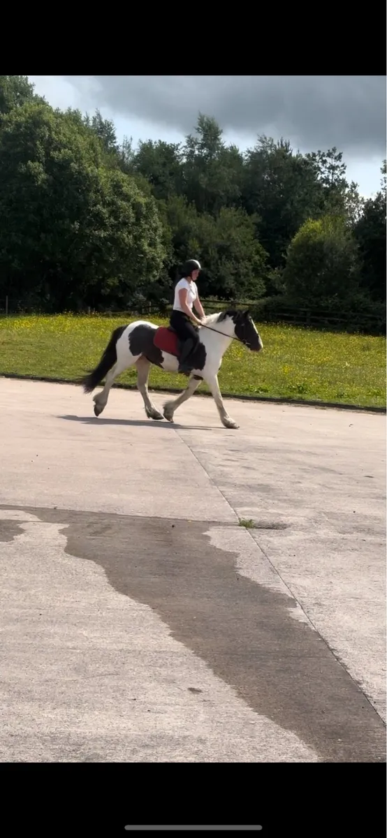 14.1h cob mare - Image 3