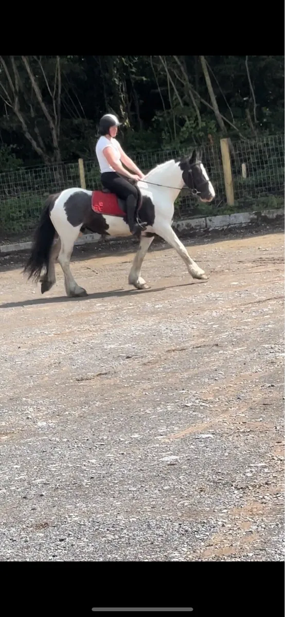 14.1h cob mare - Image 4