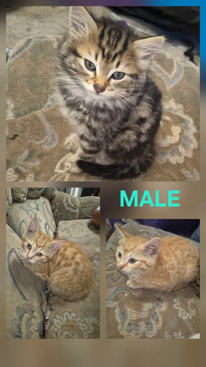Kittens - Image 1
