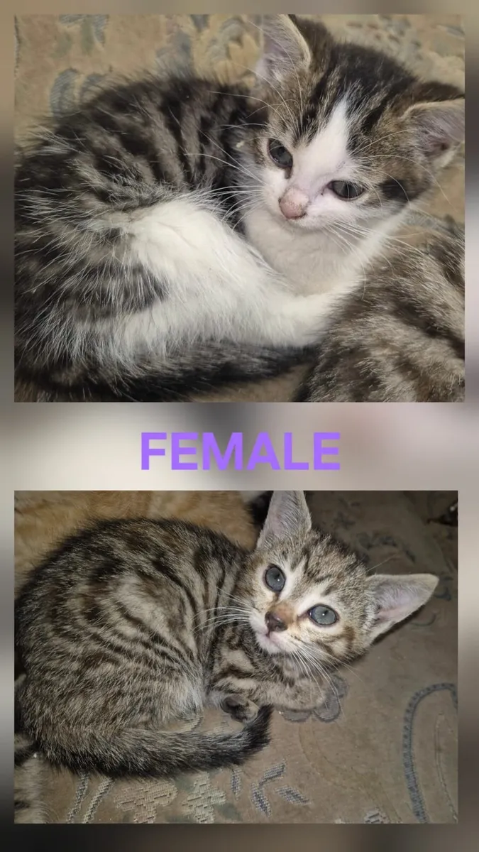Kittens - Image 2