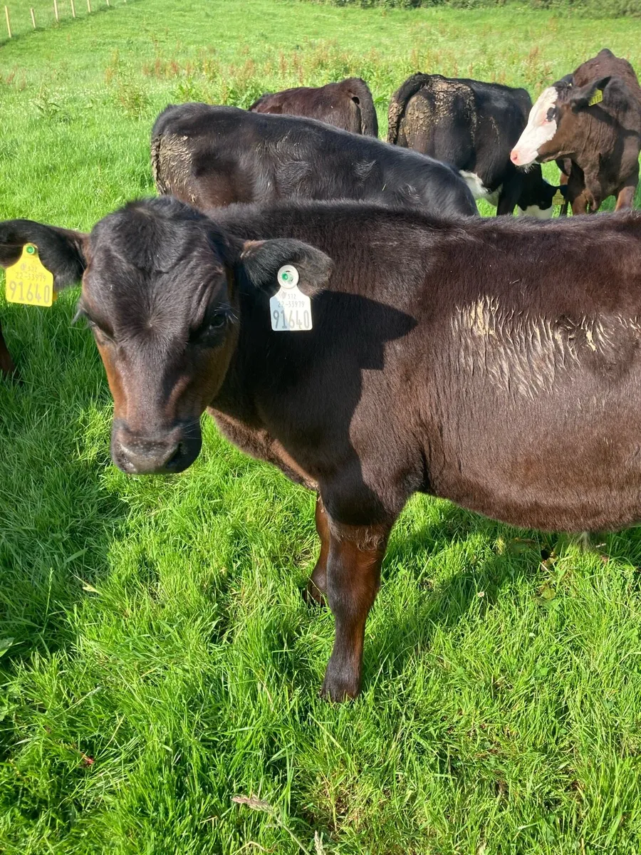 SUPER QUALITY AA/HEX BULLS/HEIFERS WEANLINGS - Image 2