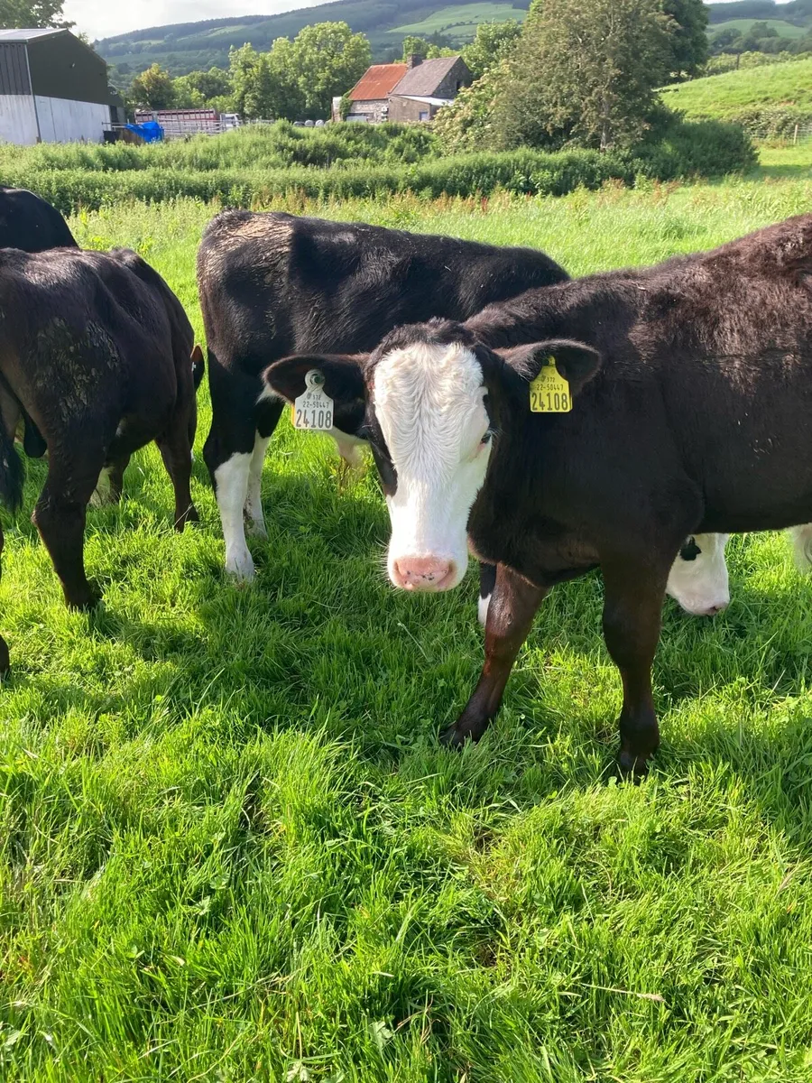 SUPER QUALITY AA/HEX BULLS/HEIFERS WEANLINGS - Image 3
