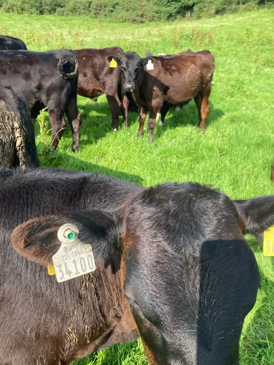SUPER QUALITY AA/HEX BULLS/HEIFERS WEANLINGS - Image 4