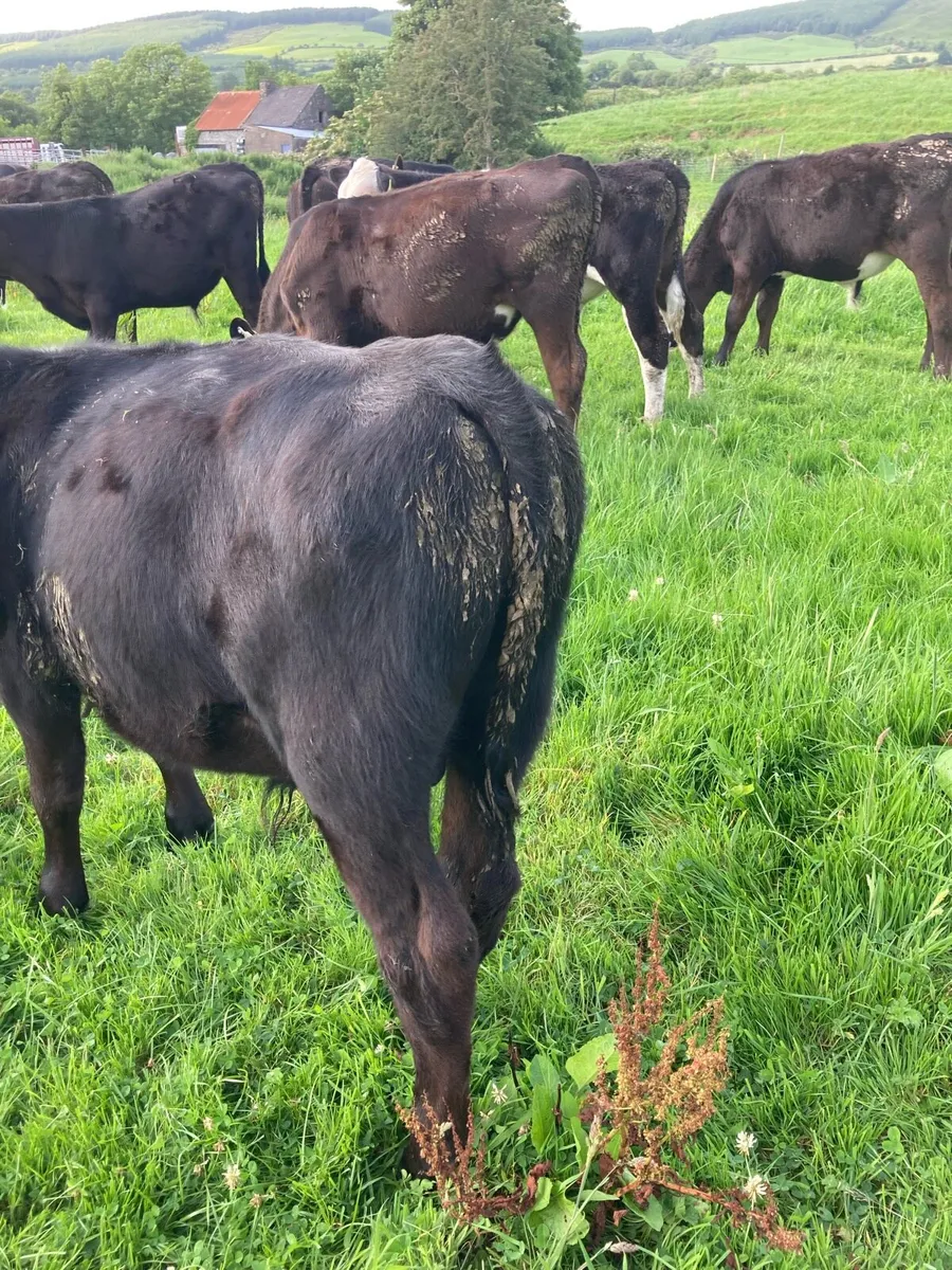 SUPER QUALITY AA/HEX BULL  WEANLINGS - Image 3