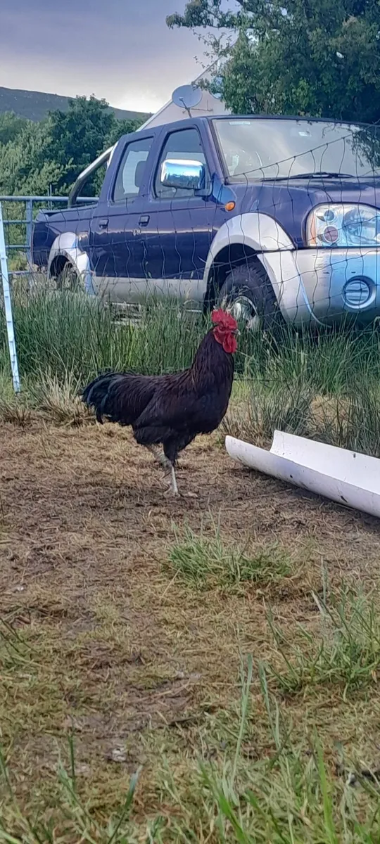 Rhode island red rooster - Image 1