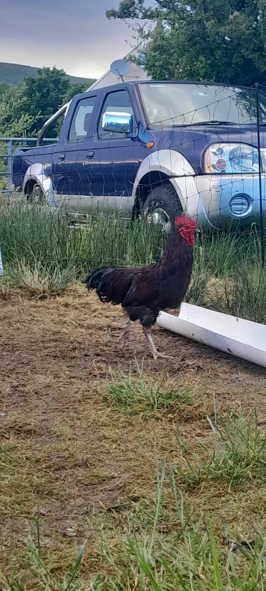 Rhode island red rooster - Image 2