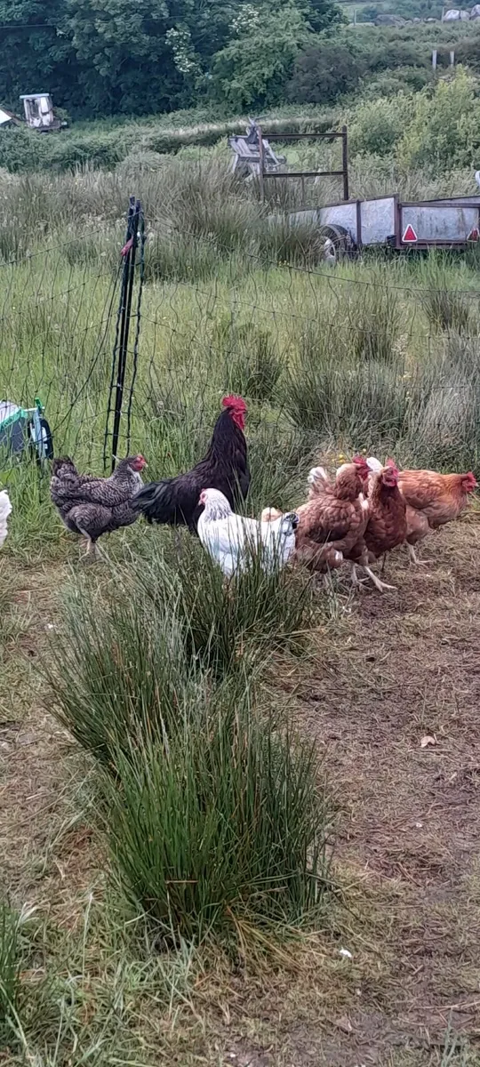 Rhode island red rooster - Image 3