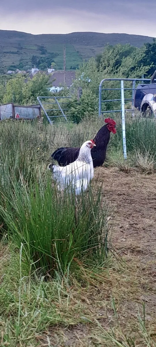 Rhode island red rooster - Image 4