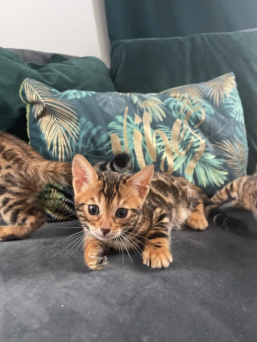 Bengal kittens - Image 1