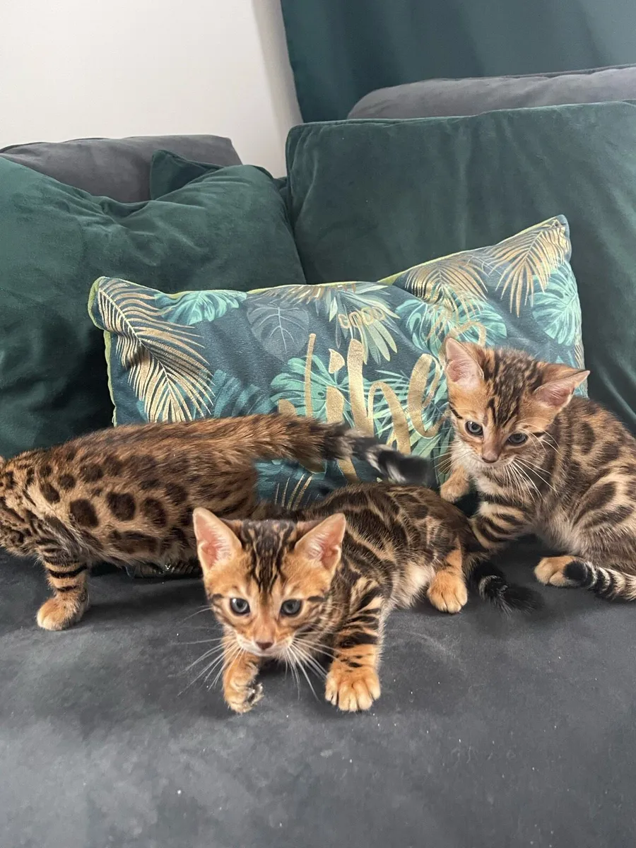 Bengal kittens - Image 2