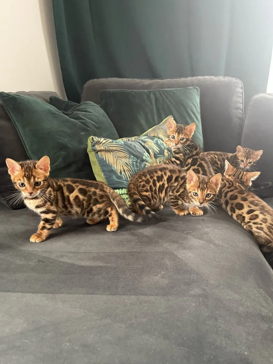 Bengal kittens - Image 3