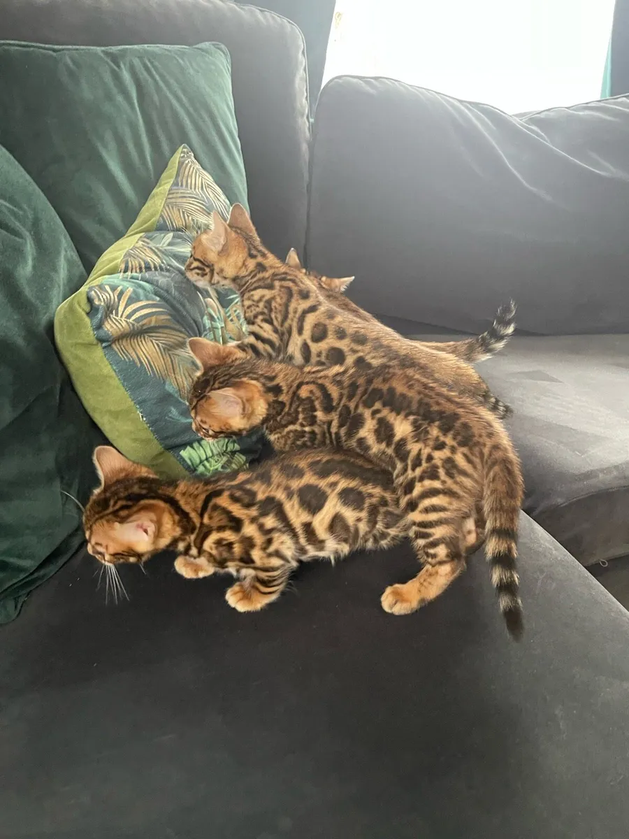 Bengal kittens - Image 4