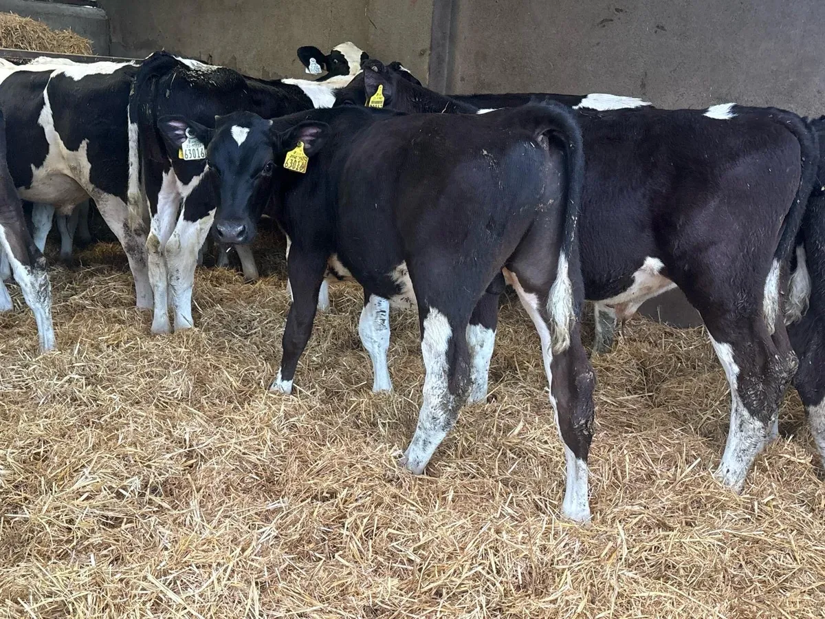 30 Fresian Bull Weanlings - Image 1