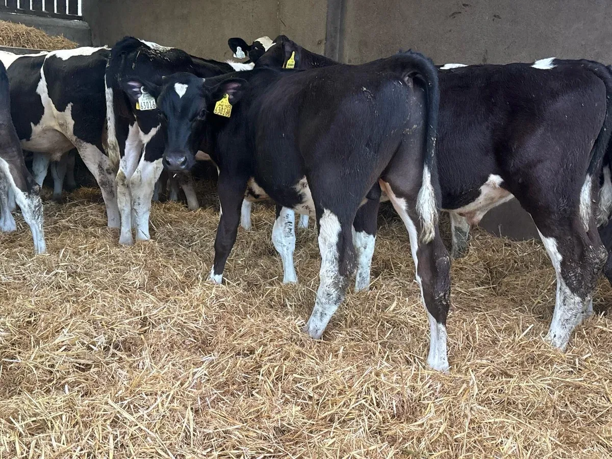 30 Fresian Bull Weanlings - Image 2