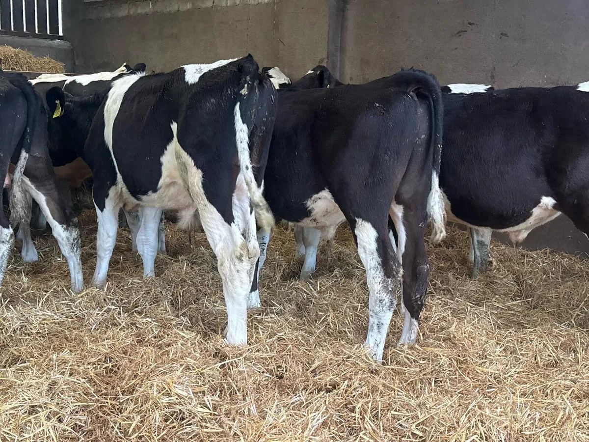 30 Fresian Bull Weanlings - Image 3