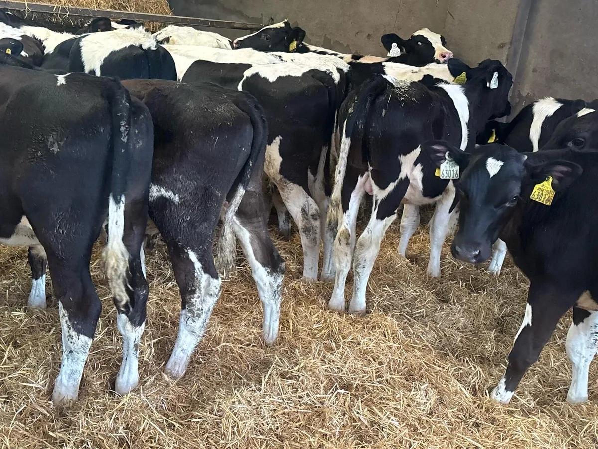 30 Fresian Bull Weanlings - Image 4
