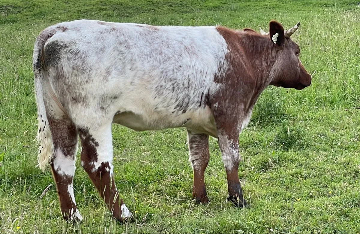 Ped Reg maiden heifers - Image 3