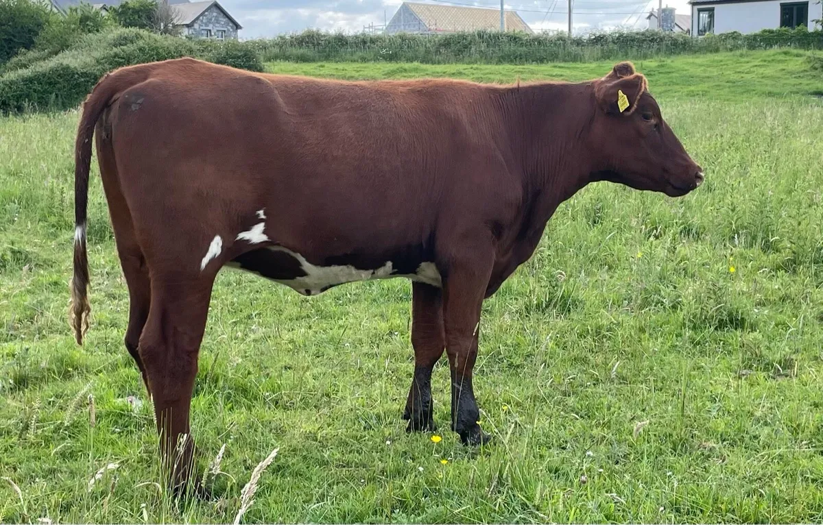 Ped Reg maiden heifers - Image 1