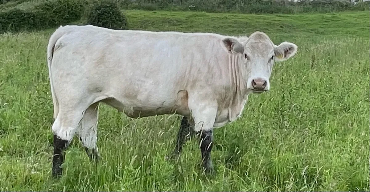 Ped Reg maiden heifers - Image 4
