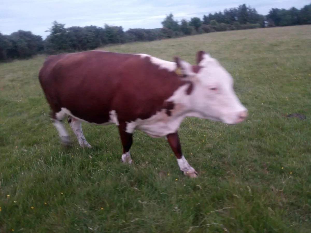 PB headford cow/ hefier calf - Image 1