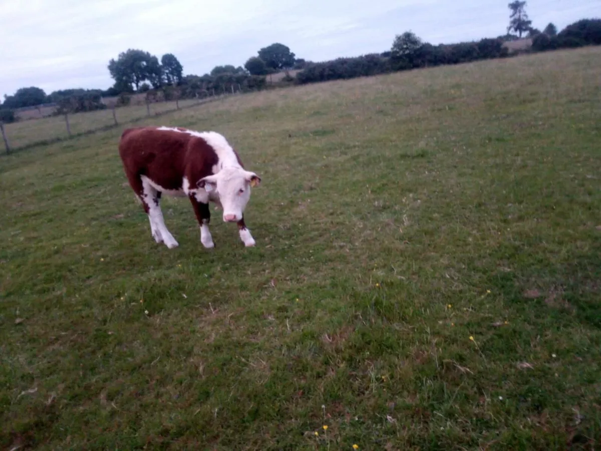 PB headford cow/ hefier calf - Image 2