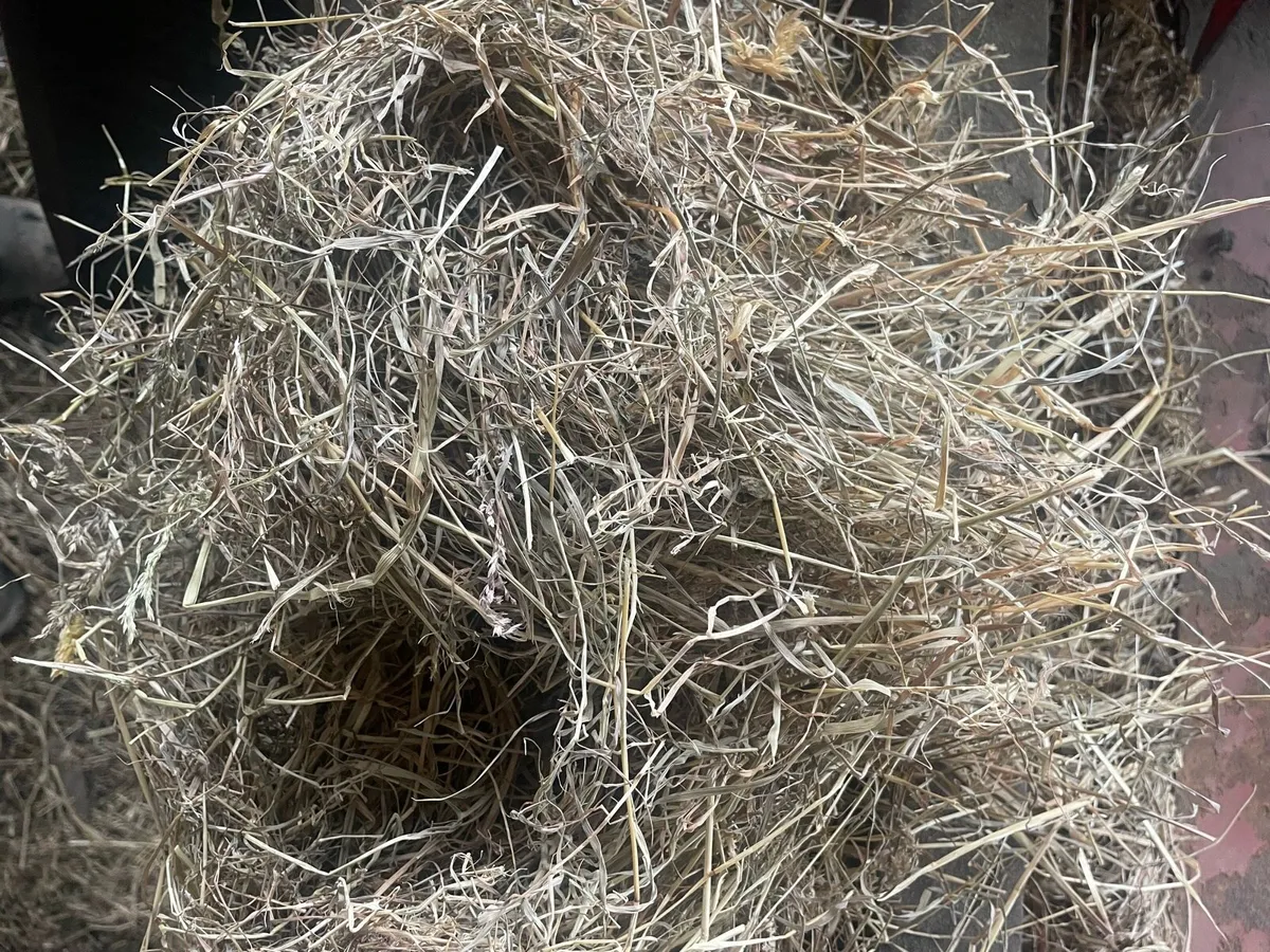 Small square bales of hay - Image 2