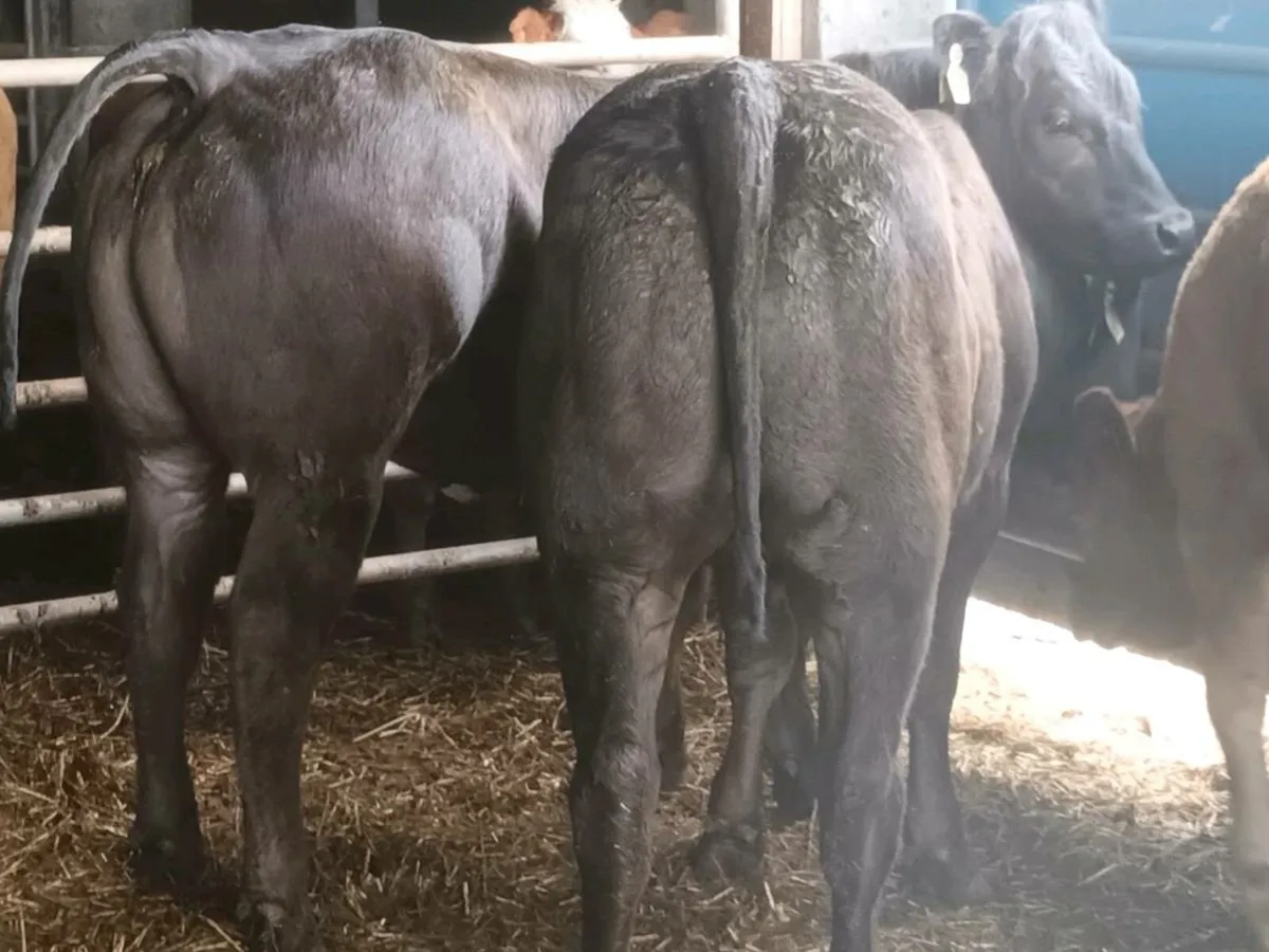 3 Super U grade Heifer's for sale - Image 1