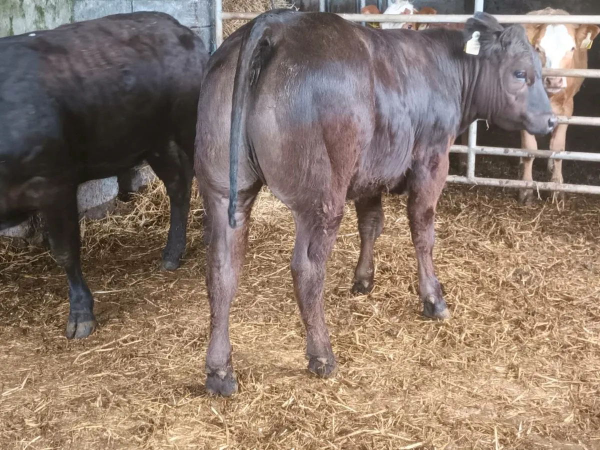 3 Super U grade Heifer's for sale - Image 2