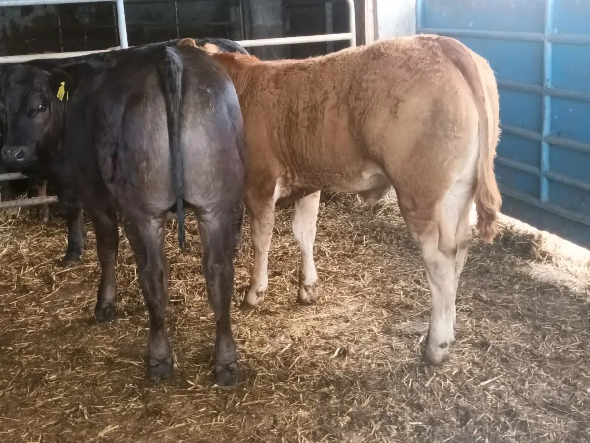 3 Super U grade Heifer's for sale - Image 3
