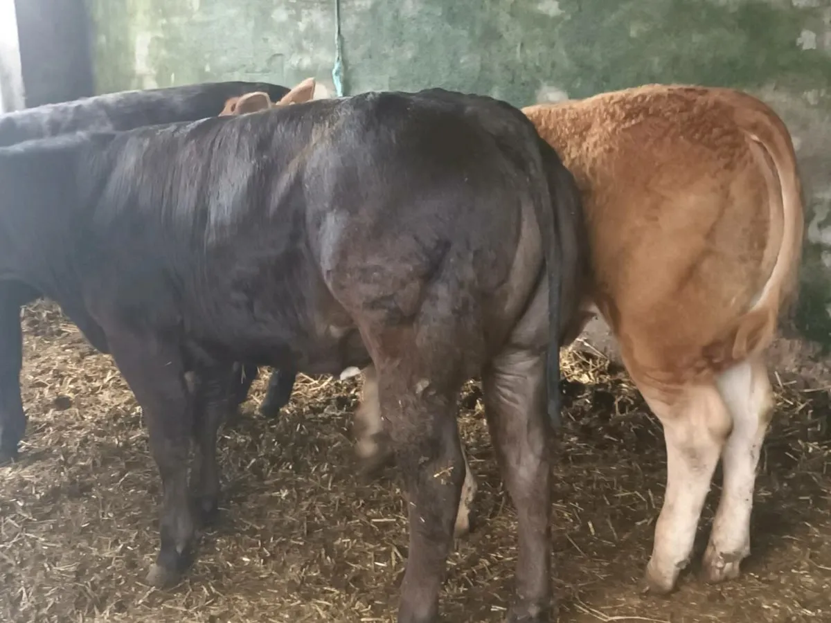 3 Super U grade Heifer's for sale - Image 4